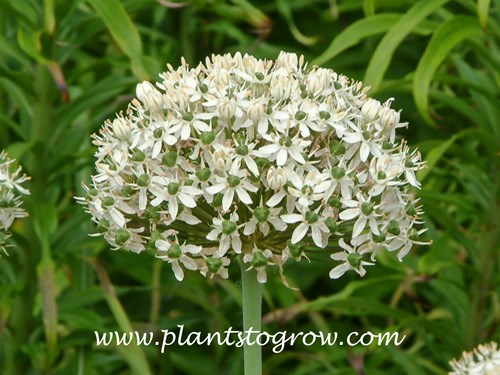 Jade Eyes (Allium nigrum)